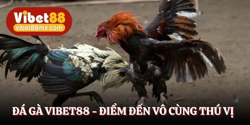 Đá gà Vibet88 - Điểm đến vô cùng thú vị 