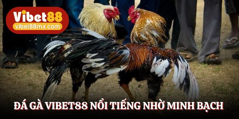 Đá gà Vibet88 nổi tiếng nhờ sự minh bạch  
