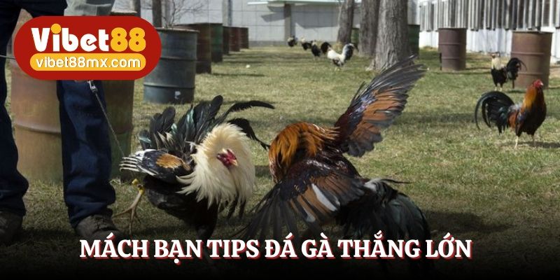 Mách bạn tips đá gà thắng lớn 