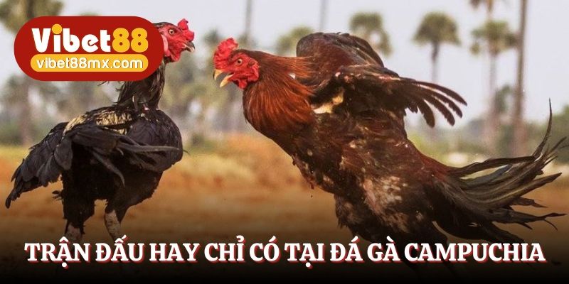 Trận đấu hay chỉ có tại đá gà Campuchia 